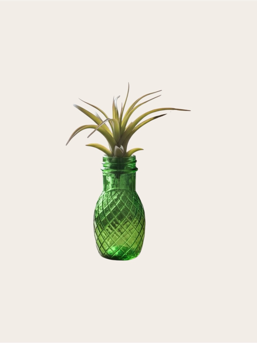 Live Tillandsia Air Plant in Green Embossed Glass Vase